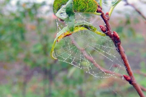Dew drops on the grass, cobwebs Stock Photos