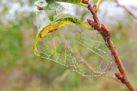 Dew drops on the grass, cobwebs Stock Photos