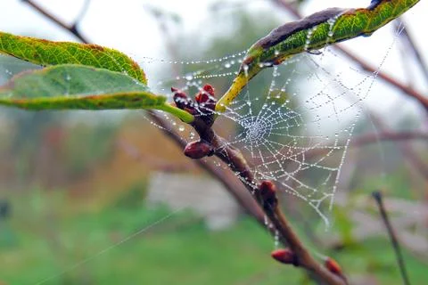 Dew drops on the grass, cobwebs Stock Photos