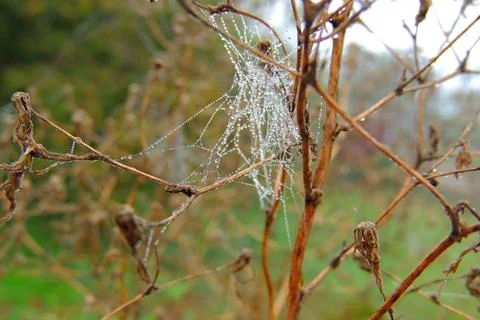 Dew drops on the grass, cobwebs Stock Photos