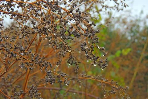 Dew drops on the grass, cobwebs Stock Photos