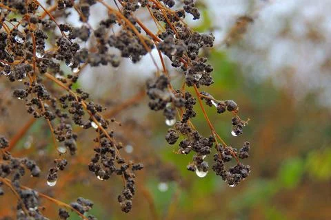 Dew drops on the grass, cobwebs Stock-Fotos
