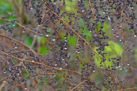 Dew drops on the grass, cobwebs Stock-Fotos
