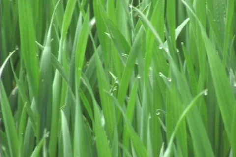 Dew drops on the grass 库存影片 306511