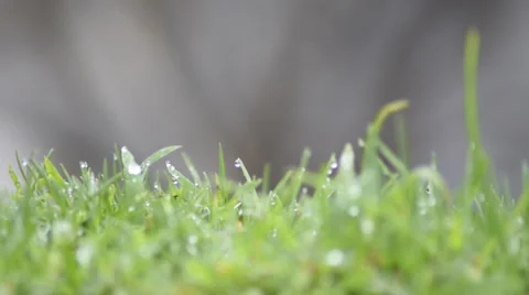 Dew drops on the grass Stock Footage 39947357