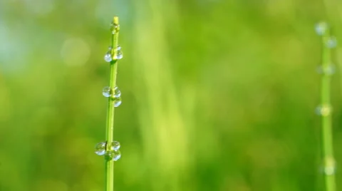 Dew drops on grass Stock Footage 40625565
