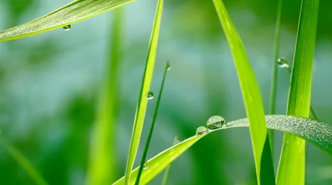 Dew drops on grass Stock Footage 40625567