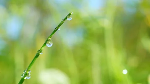 Dew drops on grass Stock Footage 40625598