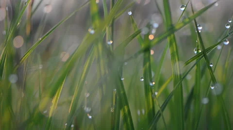 Dew drops on grass Stock Footage 49687343