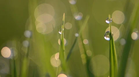 Dew drops on grass Stock Footage 49687421