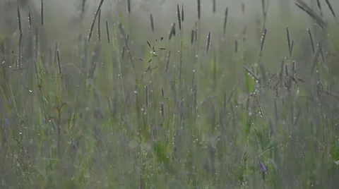 Dew drops on grass Stock Footage 60665312