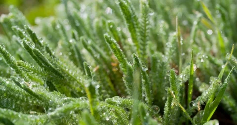 Dew drops in the grass 스톡 동영상 88141557