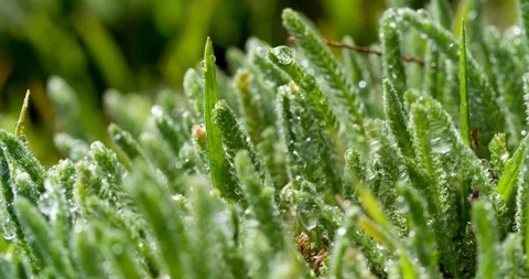 Dew drops in the grass Vidéo 88141603