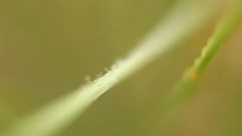 Dew drops on grass. Stock Footage 97705725