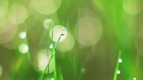 Dew drops on the grass. Stock Footage 107807132