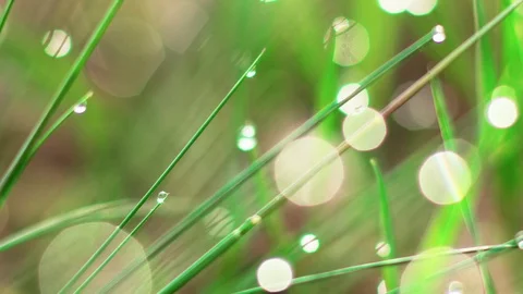 Dew drops on the grass. Stock Footage 107808507