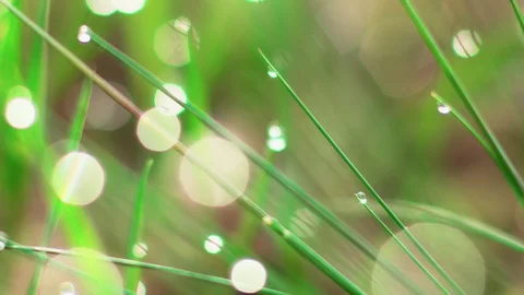 Dew drops on the grass. Stock Footage 107809016