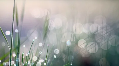 Dew drops on the grass Stock Footage 107809203