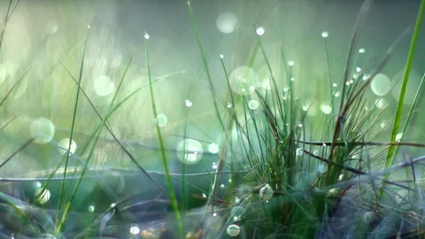 Dew drops on the grass Stock Footage 107809305