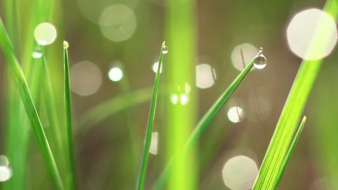 Dew drops on the grass. Stock Footage 107809414