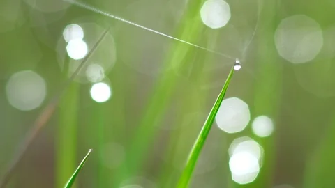 Dew drops on the grass. Stock Footage 107809592