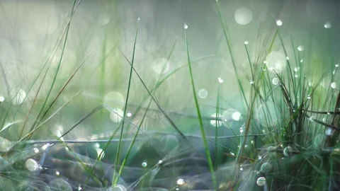 Dew drops on the grass Stock Footage 107809783