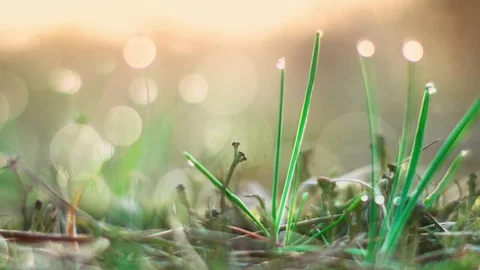 Dew drops on the grass Stock Footage 107809979