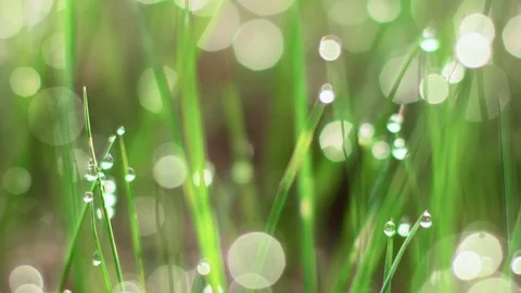Dew drops on the grass. Stock Footage 107810258
