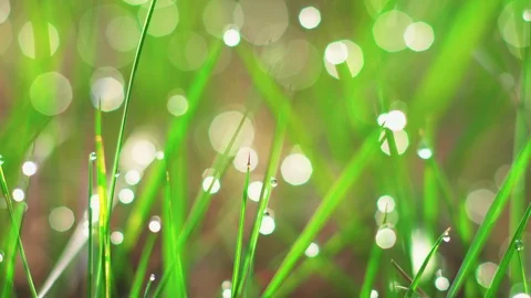 Dew drops on the grass. Stock Footage 107818184
