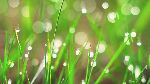 Dew drops on the grass. Stock Footage 107818493