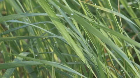 Dew Drops on Grass Stock Footage 126642829
