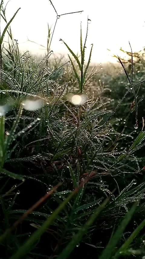 Dew drops on the grass Stock Footage 292251916