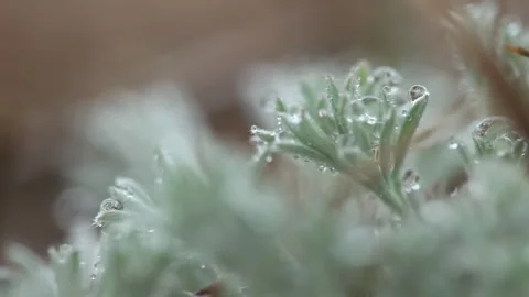 Dew drops on the grass 動画素材 310919807