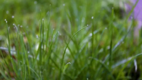 Dew drops on the grass. Grass is waving in the wind. relaxed morning atmosphe Stock Footage 153926896