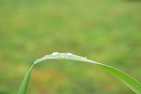 Dew drops on grass leaf Stock Photos