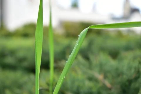 Dew drops on grass leaf Stock Photos