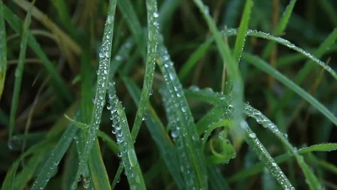 Dew drops on grass leaves 库存影片 125582213