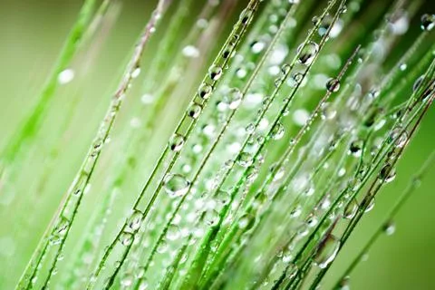 Dew drops on the grass. Macro. Background. Desktop background. Selective focu Foto stock