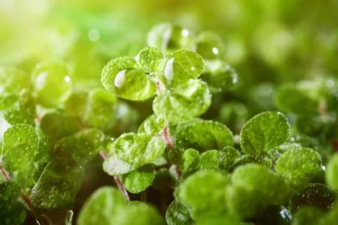 Dew drops on the grass. Macro. Background. Desktop background. Selective focus. Foto stock
