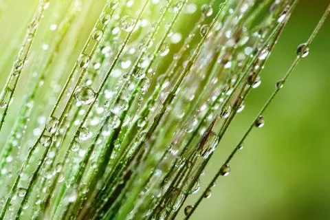 Dew drops on the grass. Macro. Background. Desktop background. Selective focus. Foto stock