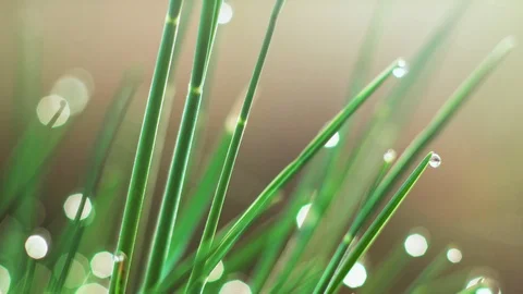Dew drops on the grass. Macro Stock Footage 107804868