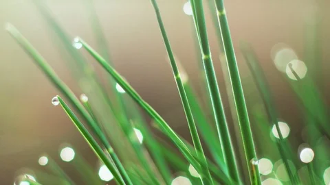 Dew drops on the grass. Macro Stock Footage 107805572