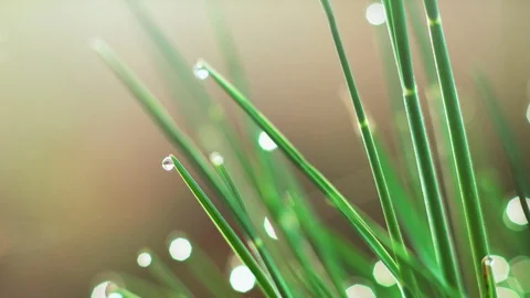 Dew drops on the grass. Macro Stock Footage 107806114