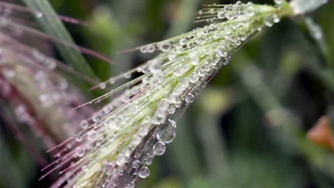 Dew Drops On a Grass. Macro . Stock Footage 133137685