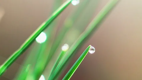 Dew drops on the grass. Macro shooting Stock Footage 107799522