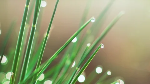 Dew drops on the grass. Macro shooting Stock Footage 107800332