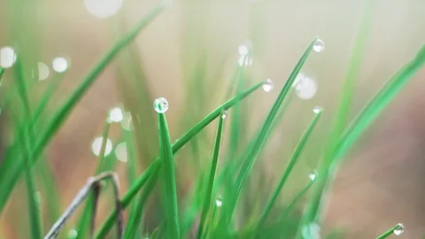 Dew drops on the grass. Macro shooting Stock Footage 107801153