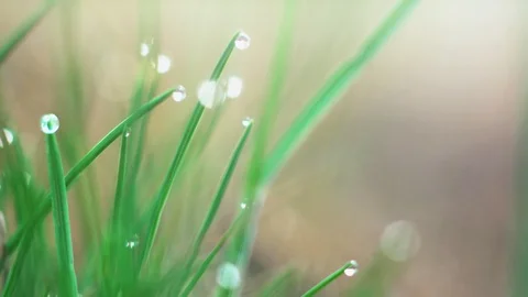 Dew drops on the grass. Macro shooting Stock Footage 107802443
