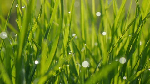 Dew Drops on Grass. Macro shot. Stock Footage 22934245