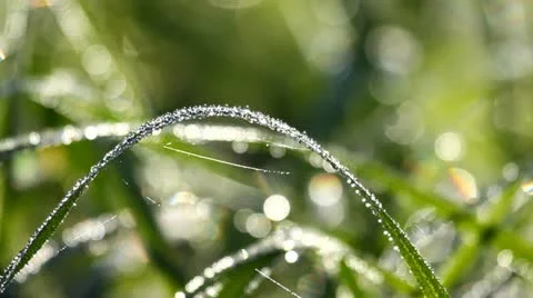 Dew drops on grass in the morning Stock Footage